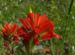 Bloem in het Indianenreservaat bij Wiarton